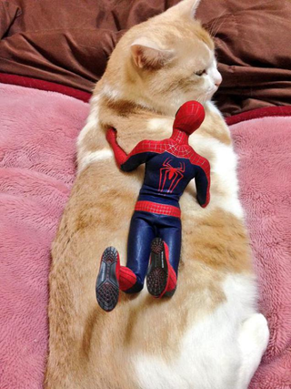 Illustration for article titled Spider-Man Shows His Sensitive Side with Cats